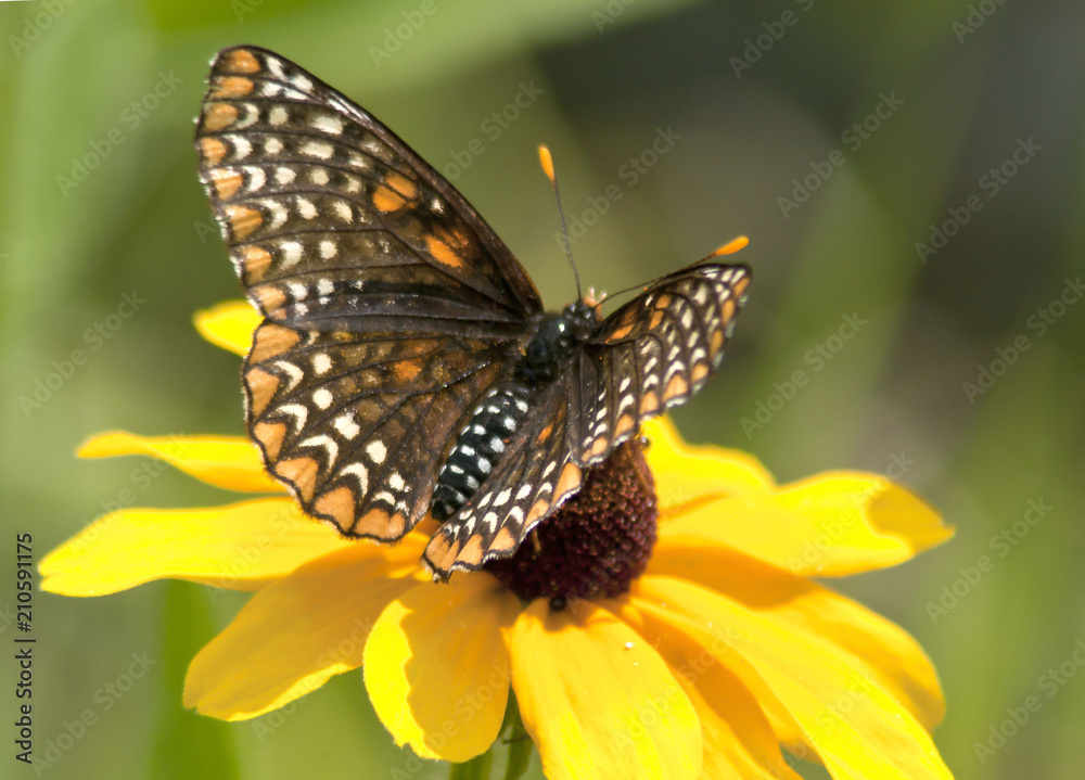 Baltimore Checkerspot Butterfly