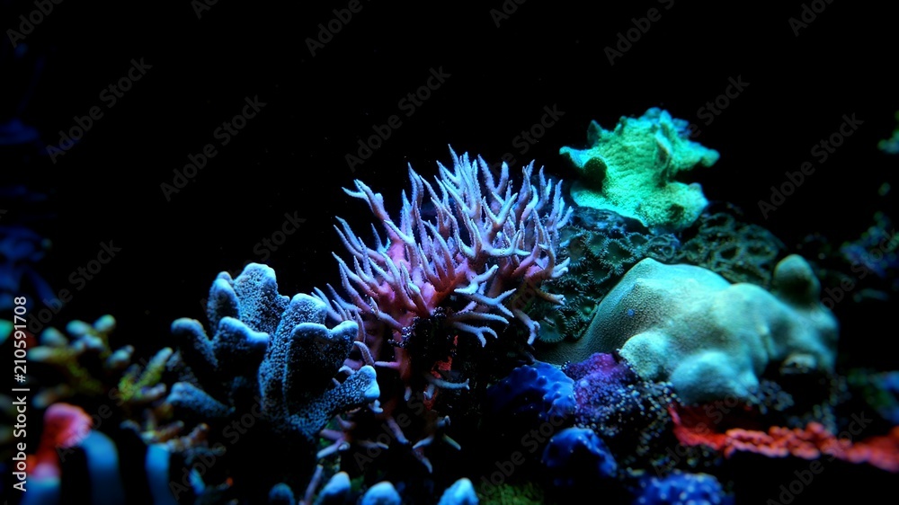 Naklejka premium Pink Birdsnest Coral (Seriatopora hystrix) 