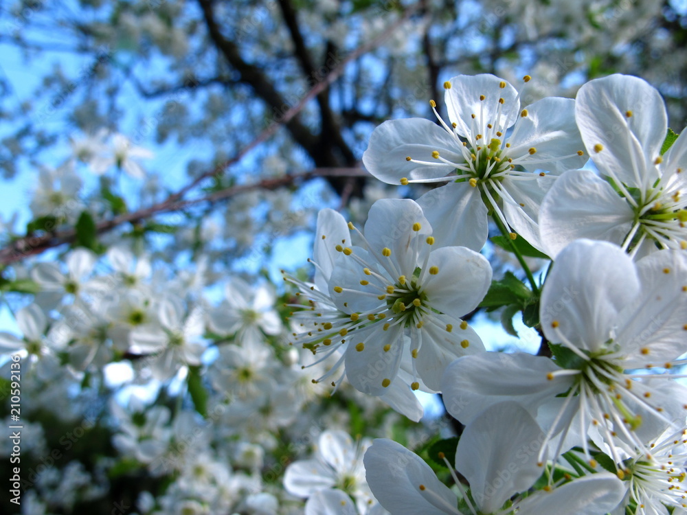 Obraz premium Sour cherry flower