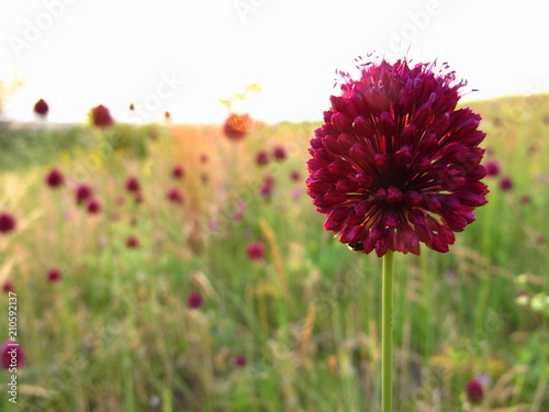 Field flower
