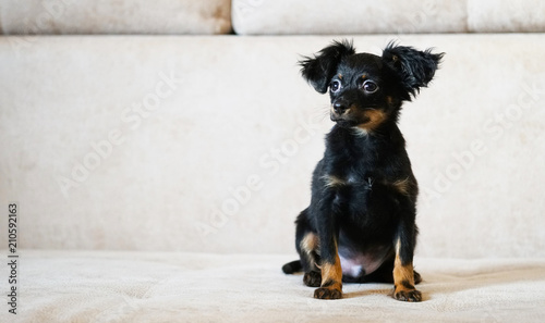 Puppy toy terrier. Russian toy terrier on beige background. photo