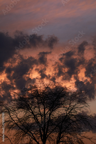 Sunset tree