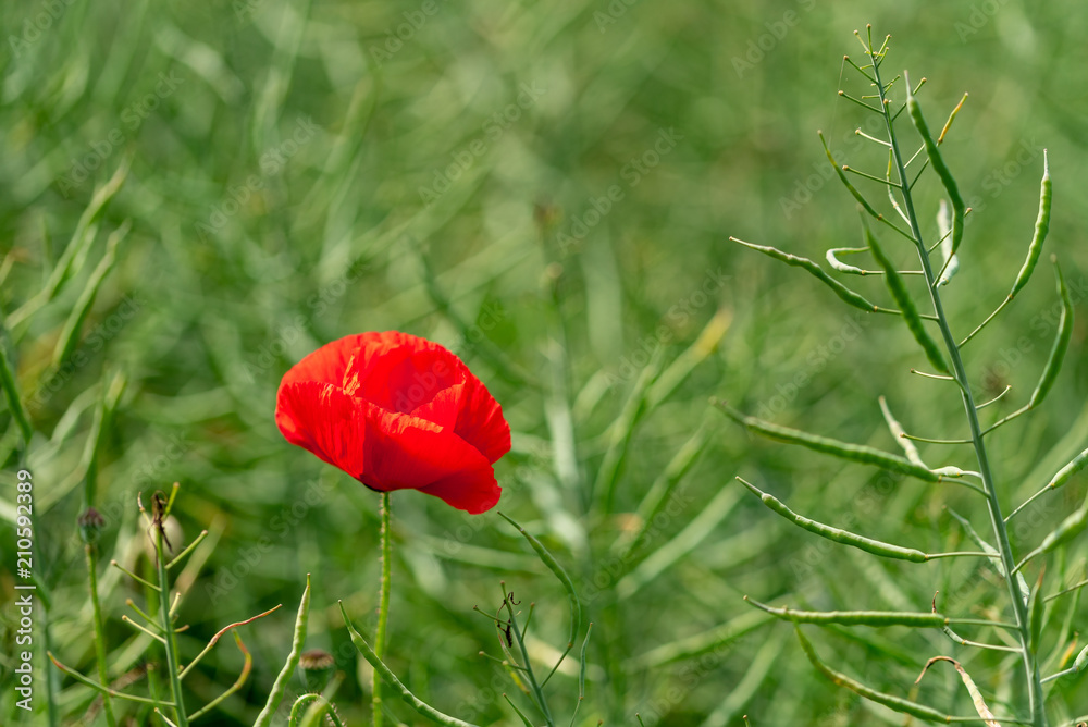 A poppy in a green and needle like environment A poppy in a green and needle like environment