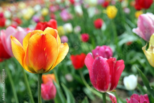 Colorful tulips on a field - a yellow  red and orange one in the foreground