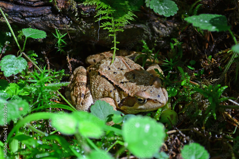 Fototapeta premium frog