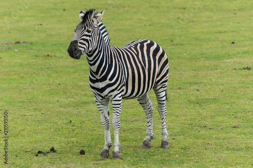 Standing Zebra