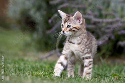 Wallpaper Mural Small gray striped european shorthair cat plays in the garden
 Torontodigital.ca