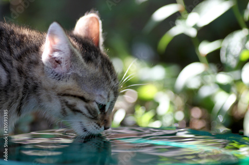Wallpaper Mural Small gray striped european shorthair cat plays in the garden
 Torontodigital.ca