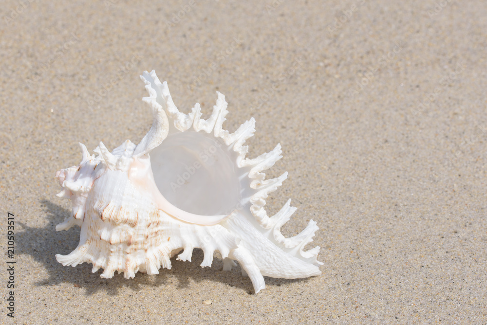 seashell on the beach seashell on the beach