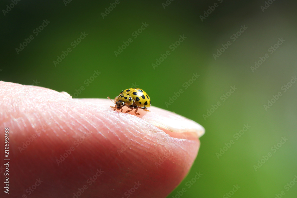 coccinelle jaune coccinelle jaune