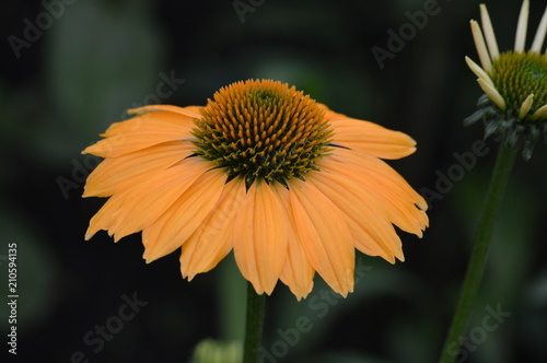 Tableau sur toile Coneflower in the garden