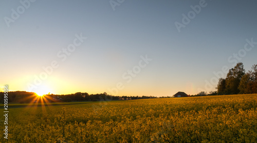 Yellow sunset