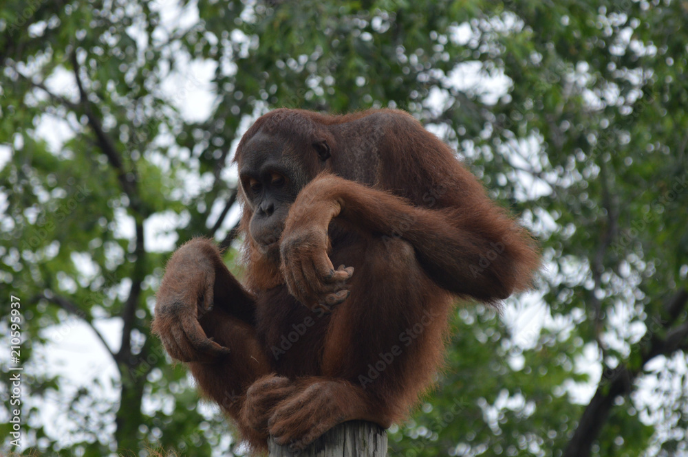 Fototapeta premium Orangutan in the outdoors