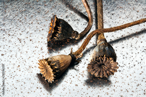 Dried poppy heads on metal background. photo