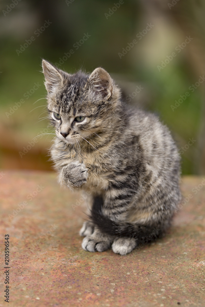 Adorable Kitten Adorable Kitten