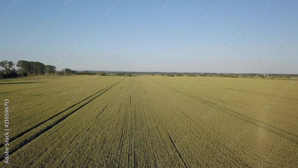 Aerial view:Flying over the green field on a background of beautiful blue sky with clouds.Barley field in sunset time.Field of rye and sunny day.Aerial:Field of Rye.4K video,ultra HD. Aerial view:Flying over the green field on a background of beautiful blue sky with clouds.Barley field in sunset time.Field of rye and sunny day.Aerial:Field of Rye.4K video,ultra HD.