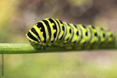 caterpillar green