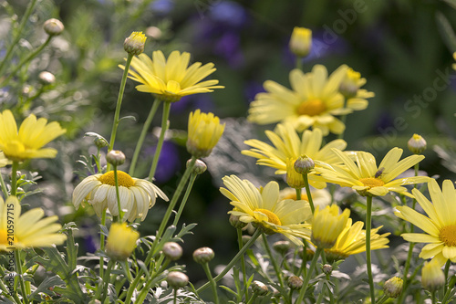 Bridge of Flowers