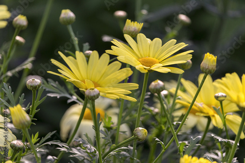 Bridge of Flowers