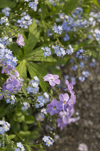 Bridge of Flowers