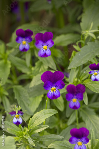 Bridge of Flowers