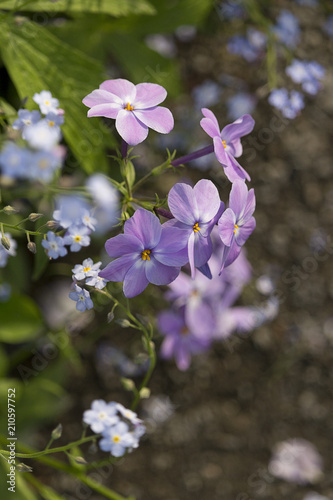 Bridge of Flowers