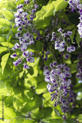 Bridge of Flowers