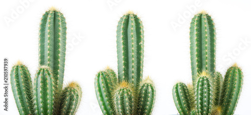 beautiful grown cactus isolated on white, can be used as background photo
