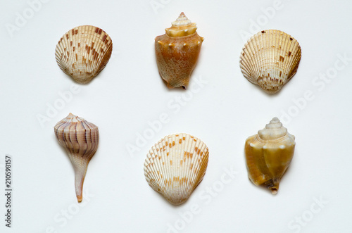 Florida Gulf coast sea shells