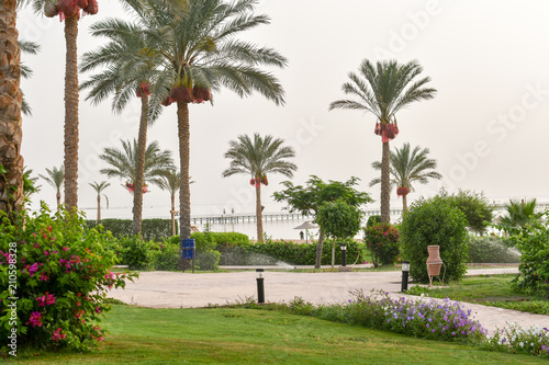 Palm trees near the sea  Egypt