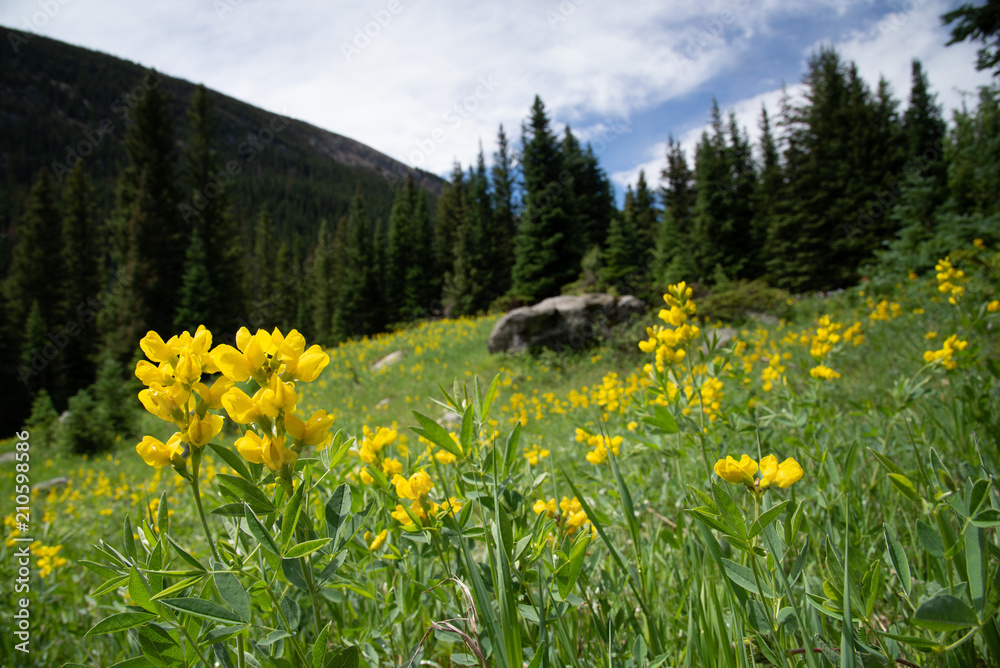 Fototapeta premium Thermopsis rhombifolia (Golden Banner) on a mountainside in the Rocky Mountains of Colorado