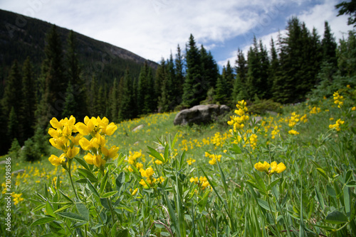 Thermopsis rhombifolia (Golden Banner) on a mountainside in the Rocky Mountains of Colorado