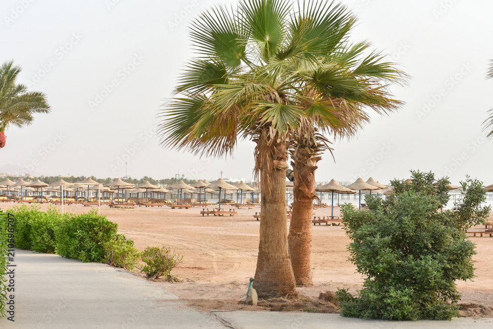 Palm trees near the sea, Egypt
