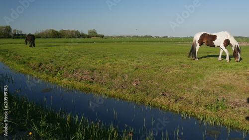 Fototapeta Naklejka Na Ścianę i Meble -  Cavallo al pascolo nella campagna in Olanda
