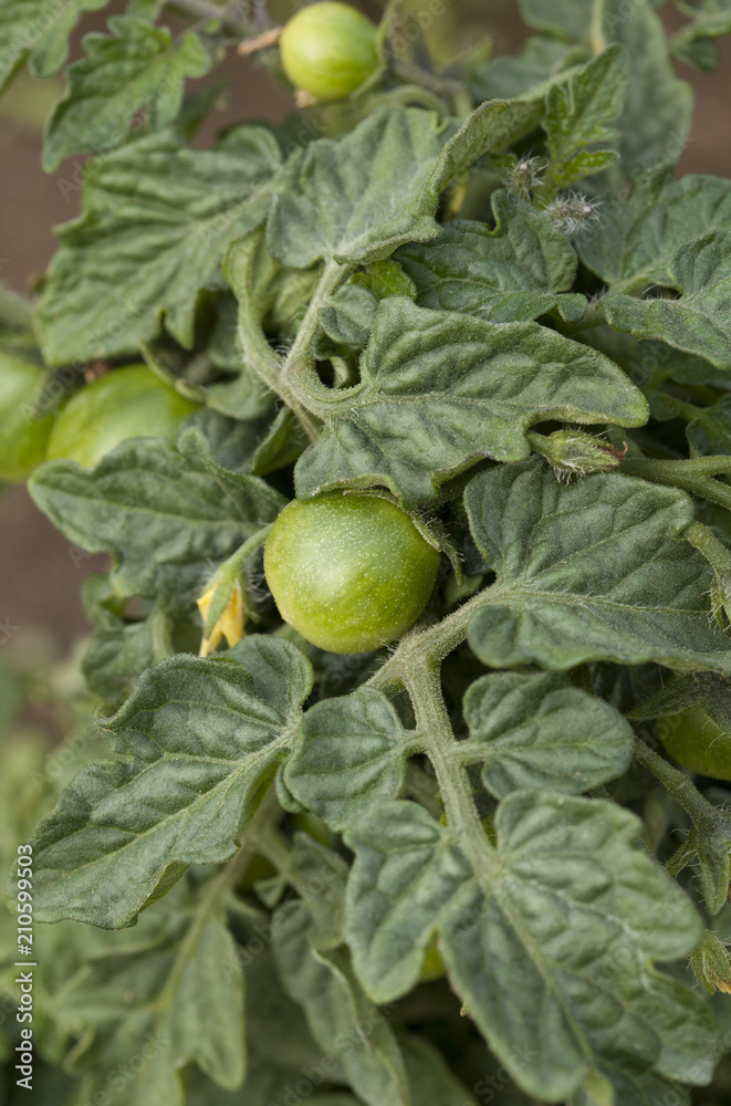 green small tomato cherry grow green small tomato cherry grow