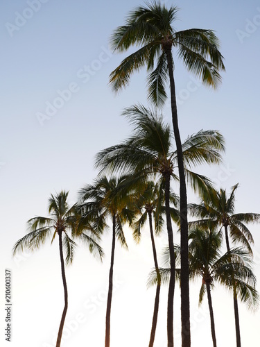 Palm trees on clear blue sky background