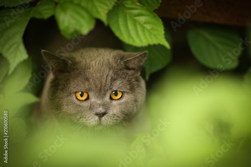 tom mail british scottish cat close up photo in green grass outdoor summer portrait photo