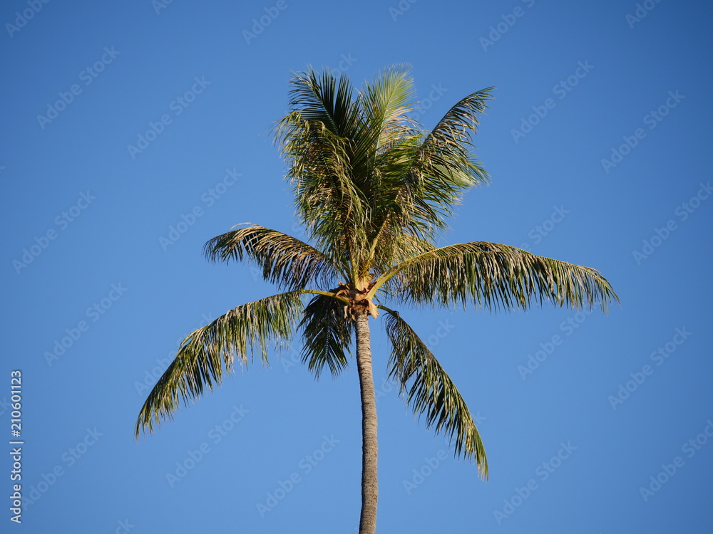 Palm tree on clear blue sky background