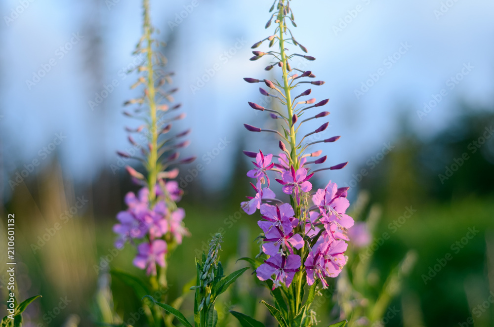 Obraz premium Pink Ivan Tea or blooming Sally in the field. Willow-herb at sunset. Nature landscape.