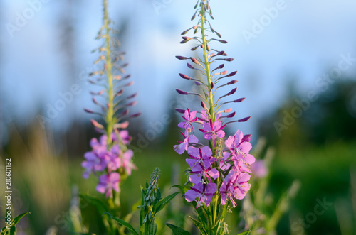 Pink Ivan Tea or blooming Sally in the field. Willow-herb at sunset. Nature landscape.