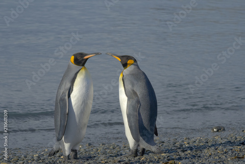 King Penguins, South Georgia Island, Antarctic