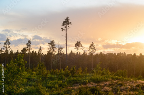 Evening golden sunset nature landscape. Aerial forest and rays of sun at wet rainy weather.
