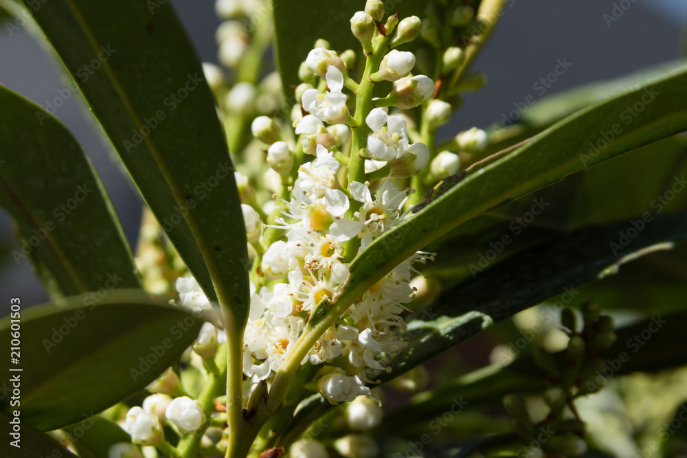 Obraz premium Russian Laurel