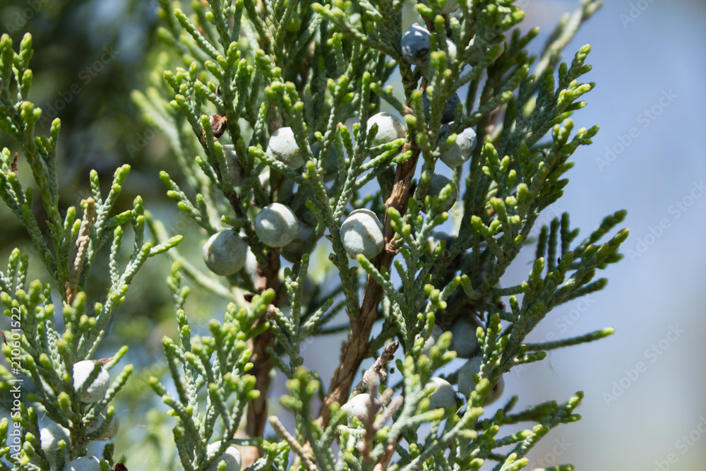 Juniper Berries