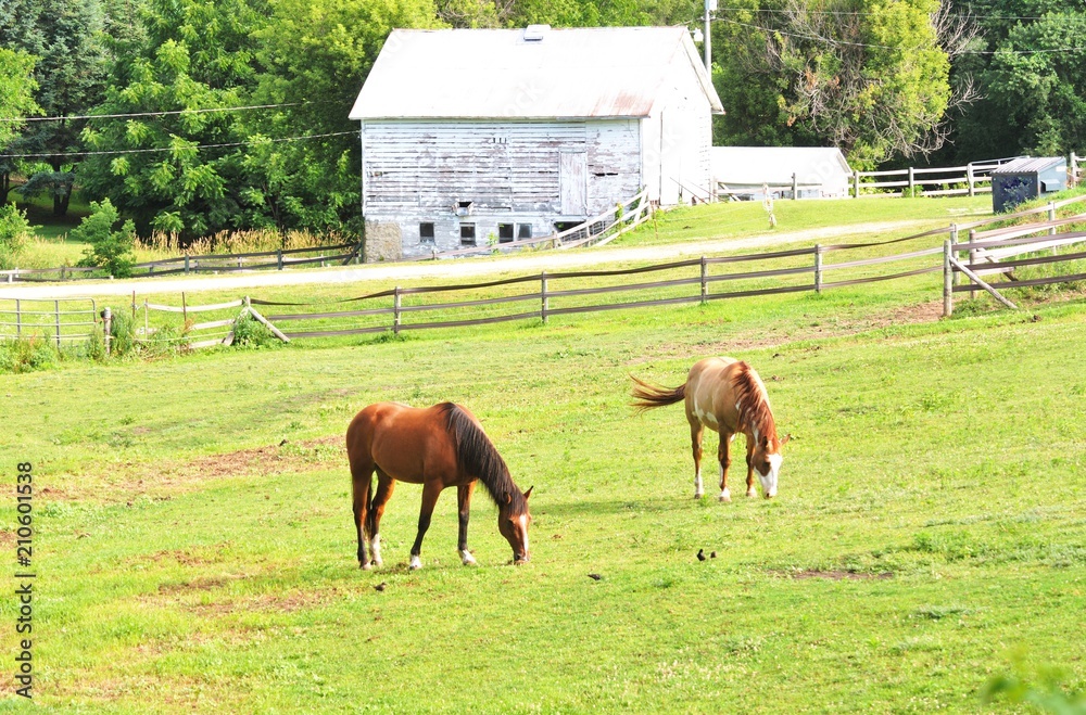 Naklejka premium Two Horses