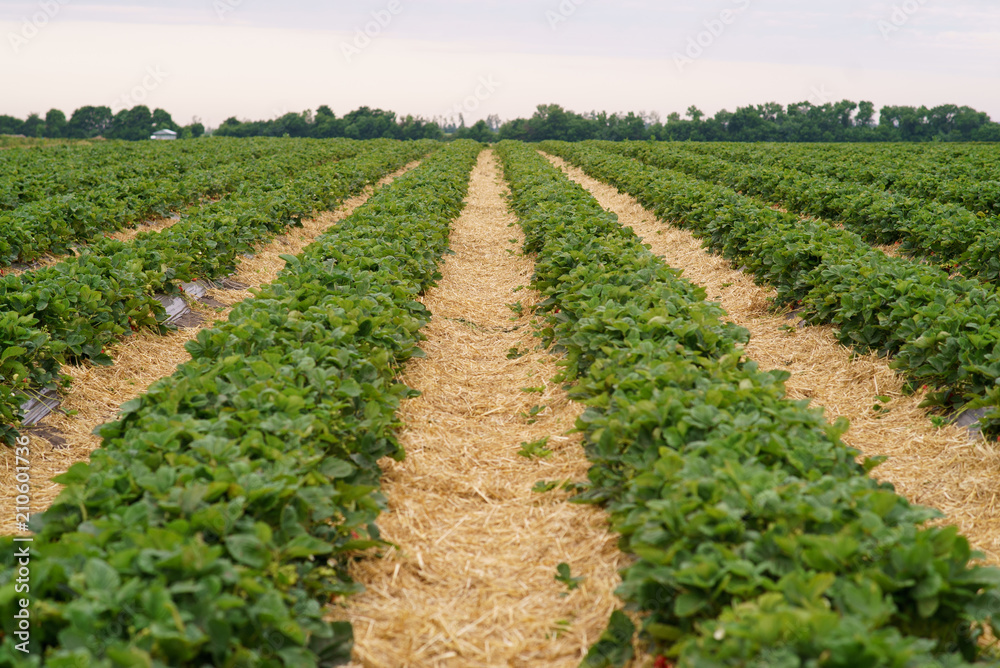 Industrial cultivation of strawberries