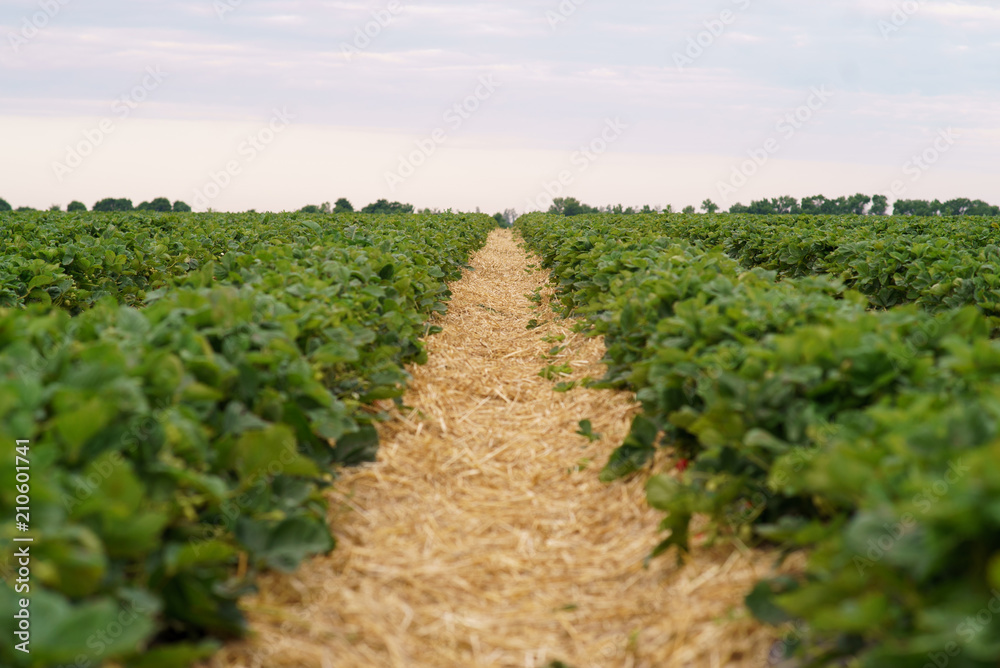 Industrial cultivation of strawberries