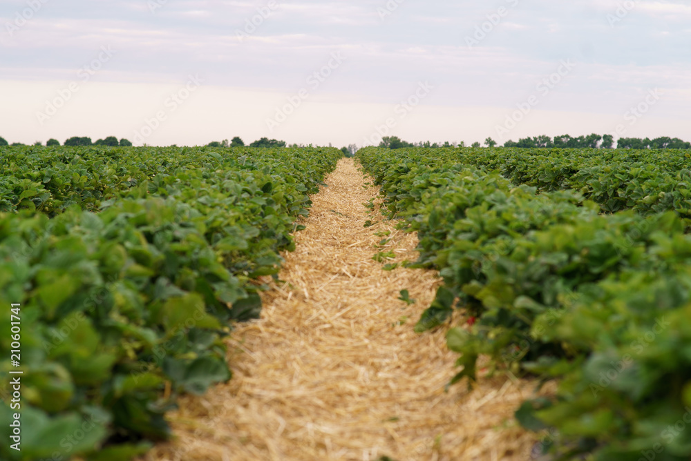 Industrial cultivation of strawberries Industrial cultivation of strawberries