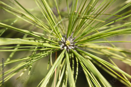 baby pine candel