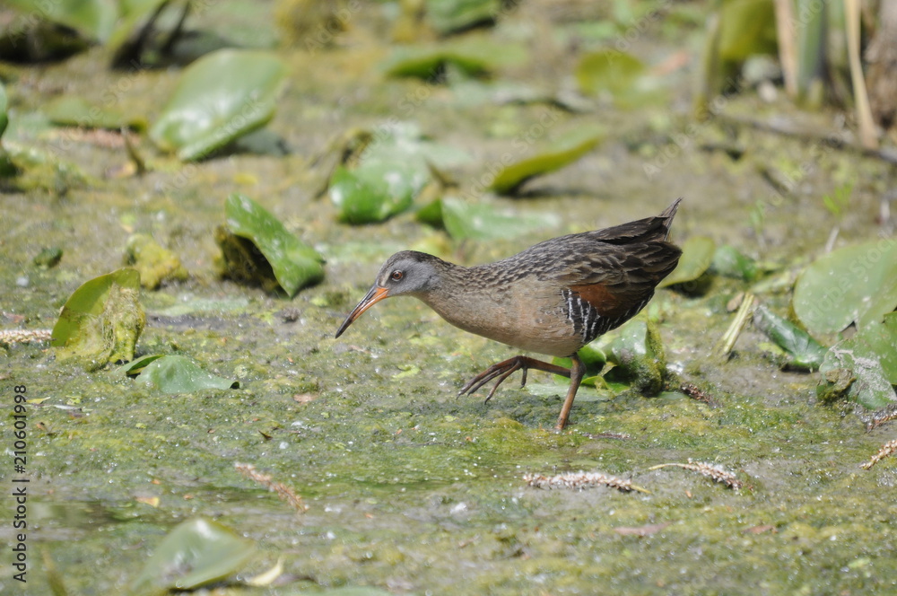Virginia Rail, adult bird in marsh, Ontario, Canada Virginia Rail, adult bird in marsh, Ontario, Canada